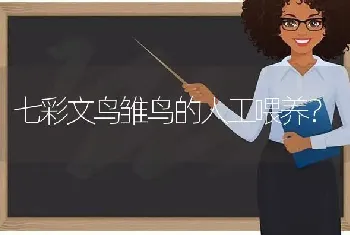 七彩文鸟雏鸟的人工喂养？