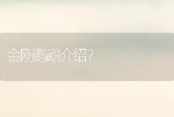 金刚鹦鹉介绍？