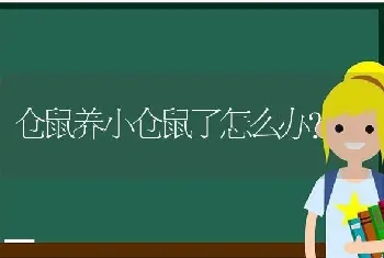 仓鼠养小仓鼠了怎么办？