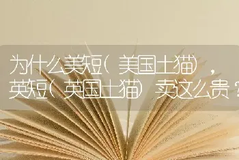 为什么美短(美国土猫)，英短(英国土猫)卖这么贵？