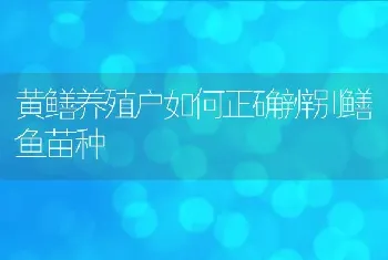 黄鳝养殖户如何正确辨别鳝鱼苗种