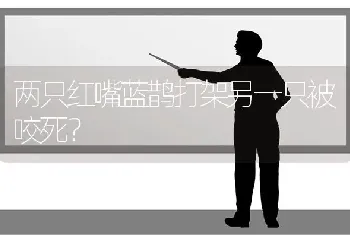 两只红嘴蓝鹊打架另一只被咬死？