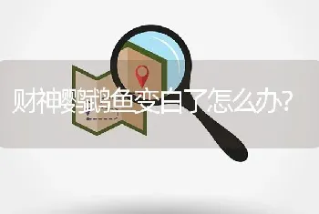 财神鹦鹉鱼变白了怎么办？