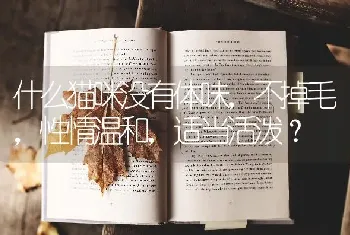 什么猫咪没有体味，不掉毛，性情温和，适当活泼？