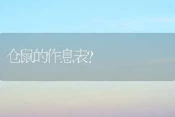 仓鼠的作息表？