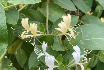 金银花应该怎么种植和管理