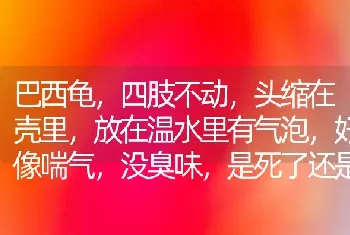 巴西龟，四肢不动，头缩在壳里，放在温水里有气泡，好像喘气，没臭味，是死了还是活着？