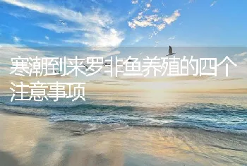 寒潮到来罗非鱼养殖的四个注意事项