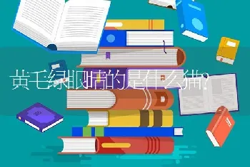 黄毛绿眼睛的是什么猫？