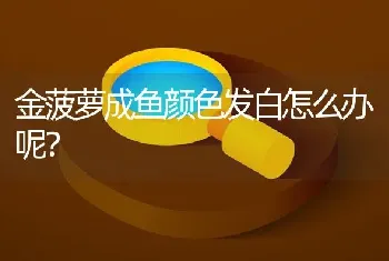 金菠萝成鱼颜色发白怎么办呢？