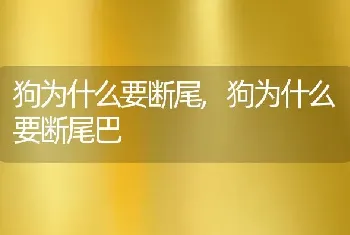 狗为什么要断尾，狗为什么要断尾巴