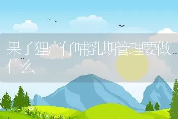 果子狸产仔哺乳期管理要做什么