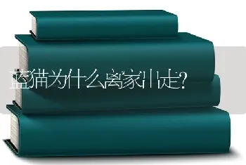 7个月的拉布拉多吃中蛋白好还是吃高蛋白狗粮好？