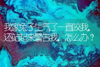 我家兔子生气了一直咬我，还站起来警告我，怎么办？