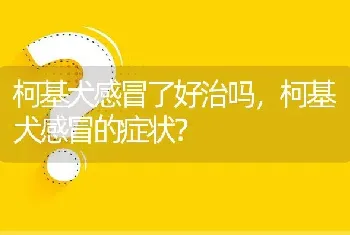 柯基犬感冒了好治吗，柯基犬感冒的症状？