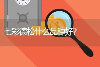 七彩德松什么品种好？