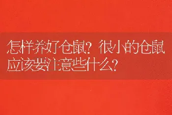 怎样养好仓鼠？很小的仓鼠应该要注意些什么？