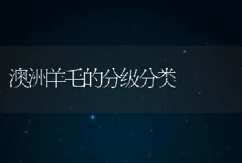 澳洲羊毛的分级分类