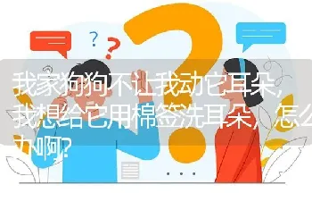 我家狗狗不让我动它耳朵，我想给它用棉签洗耳朵，怎么办啊？