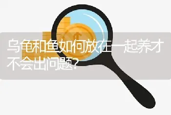 乌龟和鱼如何放在一起养才不会出问题？