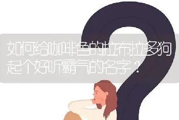 如何给咖啡色的拉布拉多狗起个好听霸气的名字？