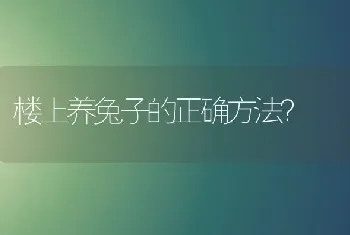 楼上养兔子的正确方法？