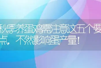 秋季养蛋鸡需注意这五个要点，不然影响蛋产量！