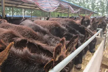 怎么样给肉驴养殖场驱虫