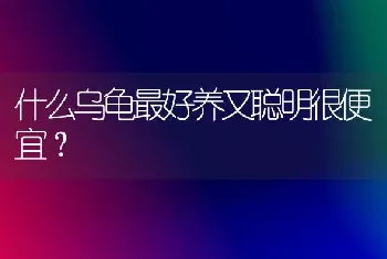 什么乌龟最好养又聪明很便宜？