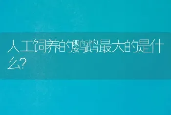 人工饲养的鹦鹉最大的是什么？