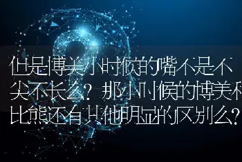 但是博美小时候的嘴不是不尖不长么?那小时候的博美和比熊还有其他明显的区别么？