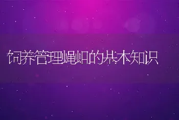 饲养管理蝇蛆的基本知识