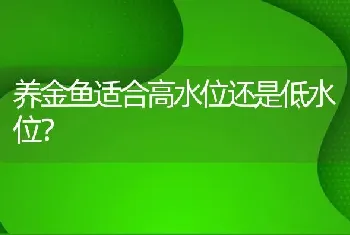 养金鱼适合高水位还是低水位？