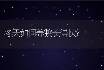 冬天如何养鹅长得快？