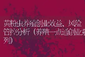 黄粉虫养殖创业效益、风险管控分析（养殖一点通创业系列）