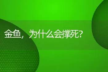 金鱼，为什么会撑死？