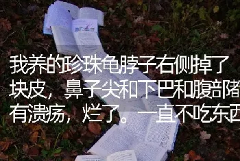 我养的珍珠龟脖子右侧掉了块皮，鼻子尖和下巴和腹部都有溃疡，烂了。一直不吃东西，请问怎么处理？