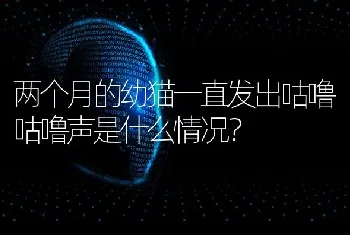 两个月的幼猫一直发出咕噜咕噜声是什么情况？