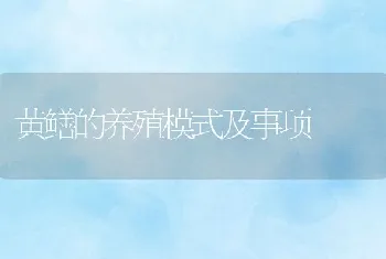 黄鳝的养殖模式及事项