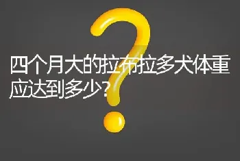 四个月大的拉布拉多犬体重应达到多少？