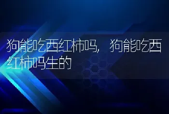 狗能吃西红柿吗，狗能吃西红柿吗生的