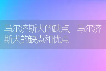 马尔济斯犬的缺点，马尔济斯犬的缺点和优点