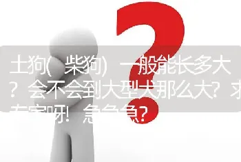 土狗(柴狗)一般能长多大?会不会到大型犬那么大?求专家呀!急急急？