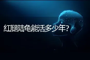 红腿陆龟能活多少年？