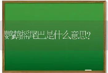 鹦鹉摇尾巴是什么意思？