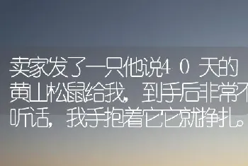 卖家发了一只他说40天的黄山松鼠给我，到手后非常不听话，我手抱着它它就挣扎。请问40天这样正常吗？