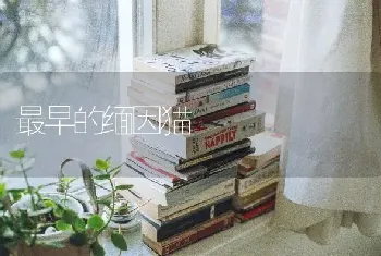 为什么说边牧不是狗？