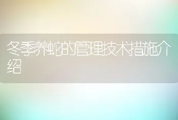 冬季养蛇的管理技术措施介绍