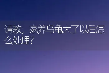 请教，家养乌龟大了以后怎么处理？