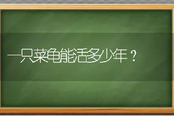 一只菜龟能活多少年？